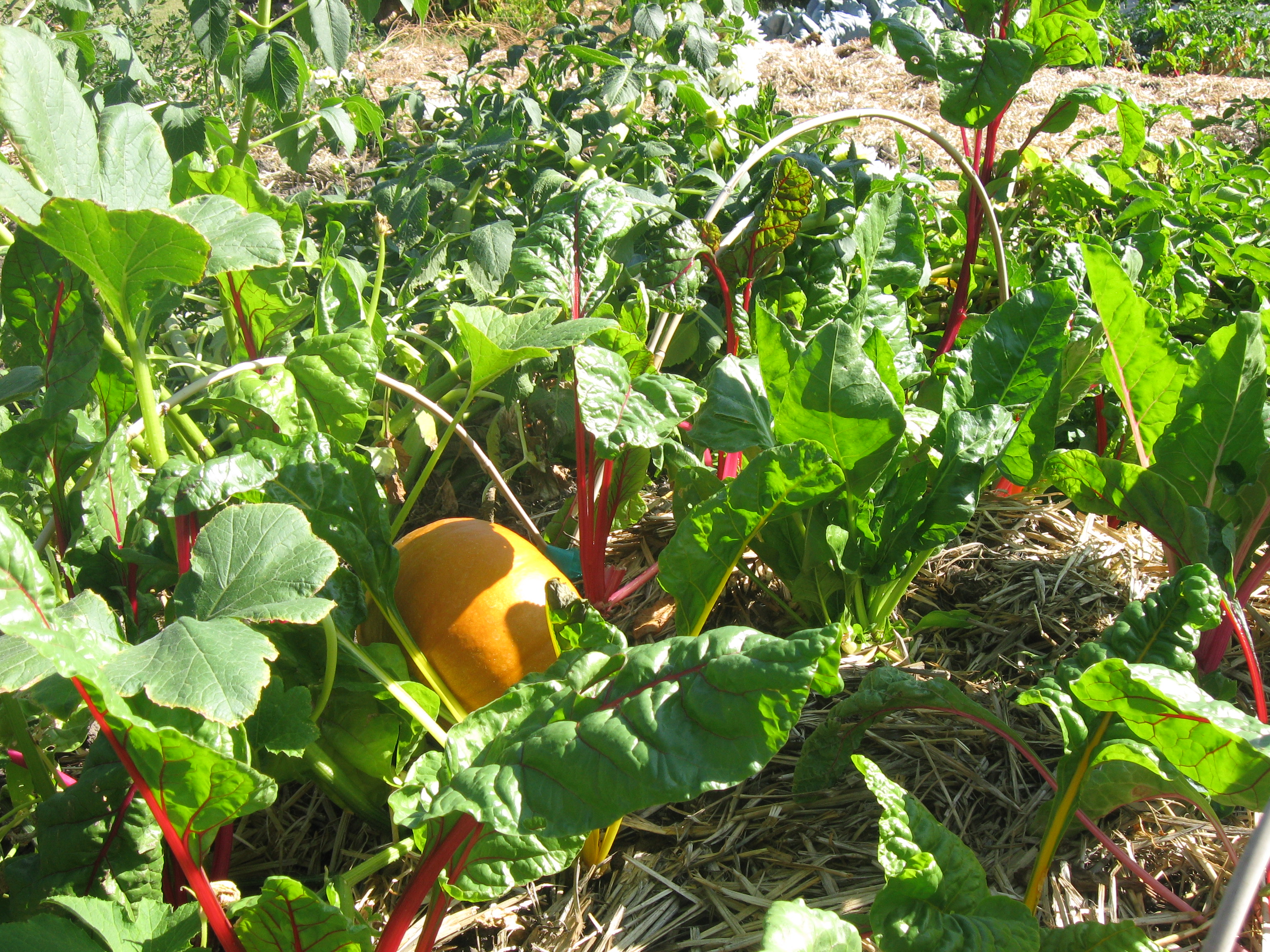 Chard and Pumpkin in garden